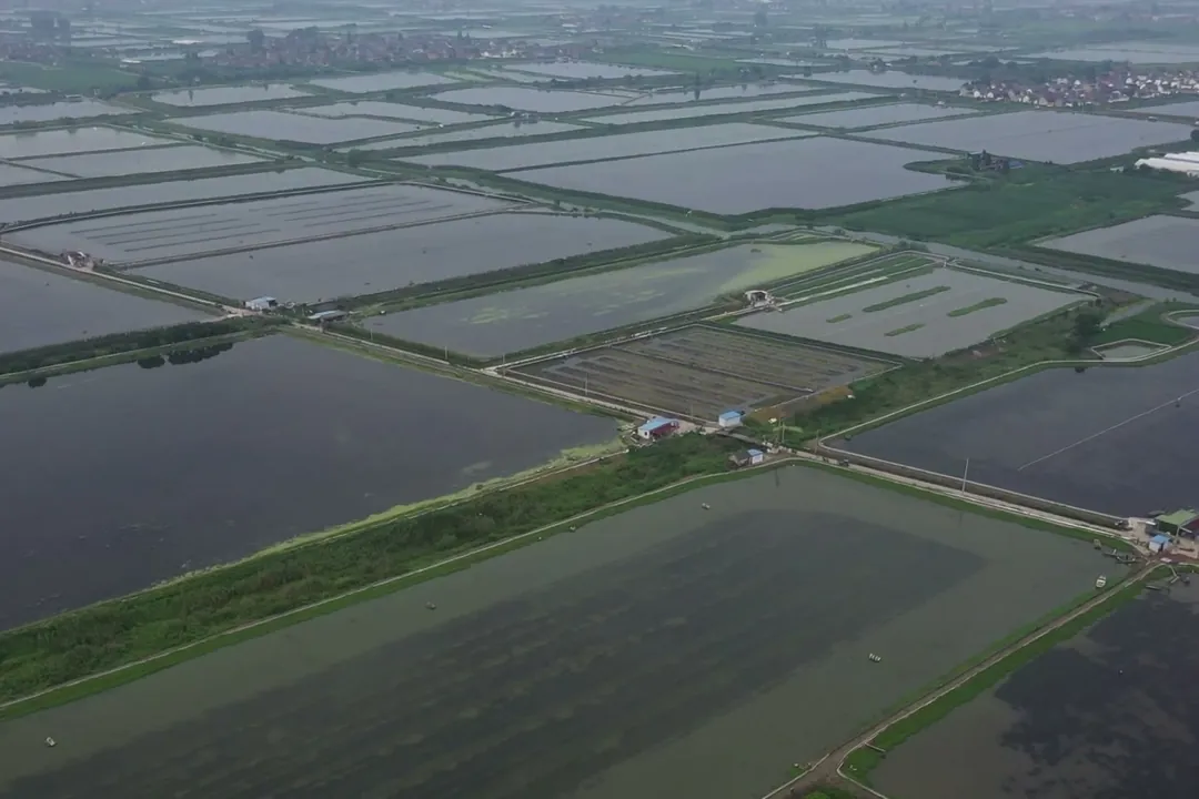 兴化生态水域实拍